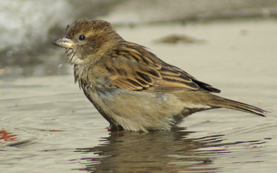 vrabec domácí Passer domesticus