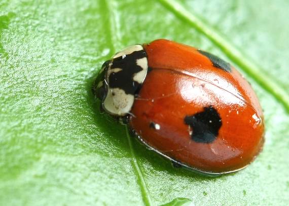 lienka dvojbodková Adalia bipunctata.