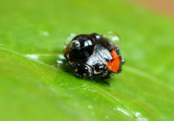 lienka a jej náklad Adalia bipunctata var. maculata