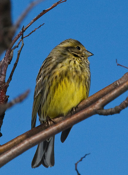 strnádka obyčajná Emberiza citrinella