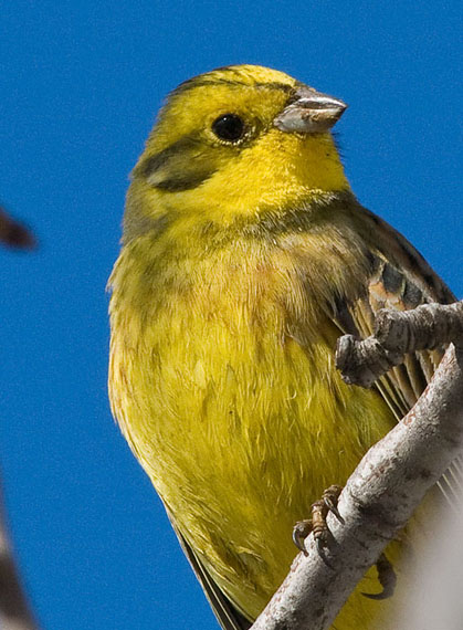 strnádka žltá Emberiza citrinella