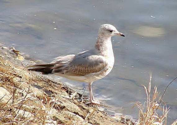 racek bouřní Larus canus