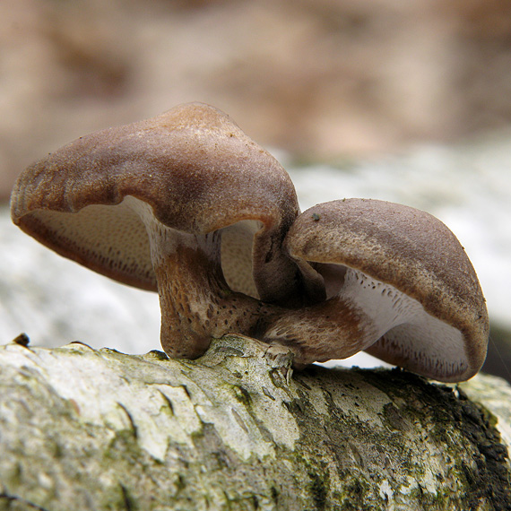 trúdnik zimný Lentinus brumalis (Pers.) Zmitr.