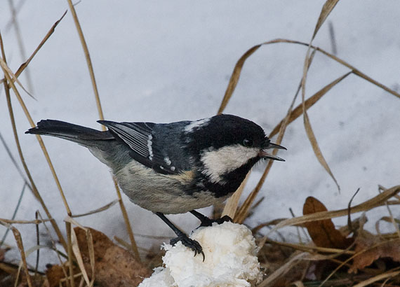 sýkorka uhliarka Parus ater