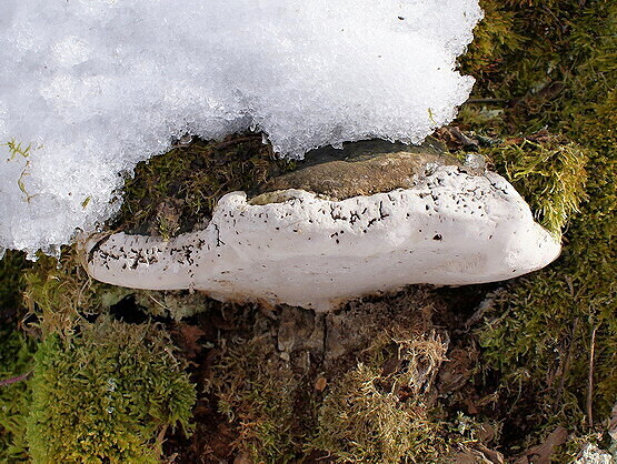 ohňovec obyčajný Phellinus igniarius (L.) Quél.