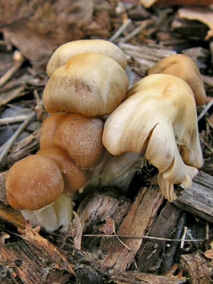 drobuľka Psathyrella sp.