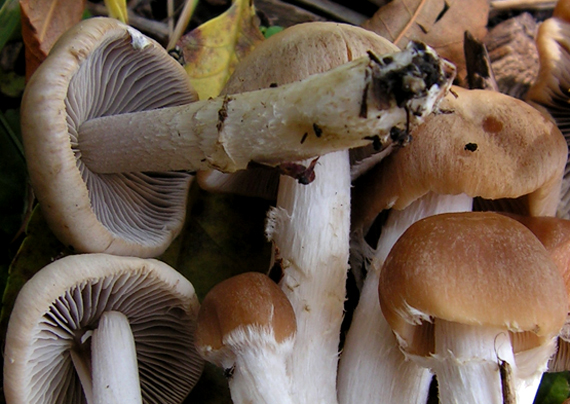 drobuľka Psathyrella sp.