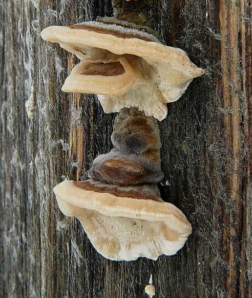 trúdnikovec Trametes sp.