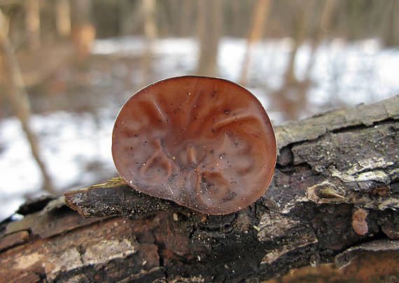 uchovec bazový Auricularia auricula-judae (Bull.) Quél.