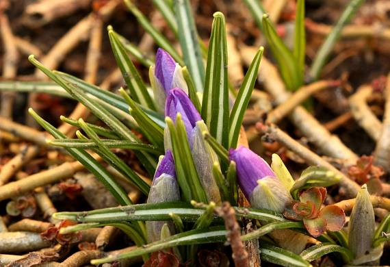 šafrán Crocus sp.