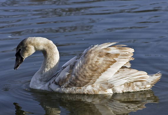 labuť hrbozobá  Cygnus olor