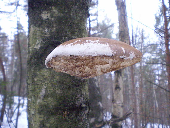 brezovník obyčajný Fomitopsis betulina (Bull.) B.K. Cui, M.L. Han & Y.C. Dai