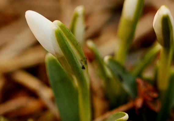 snežienka jarná Galanthus nivalis L.