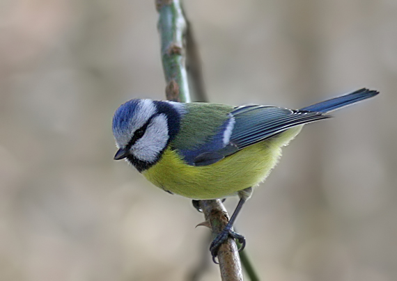 sýkorka belasá Parus caeruleus