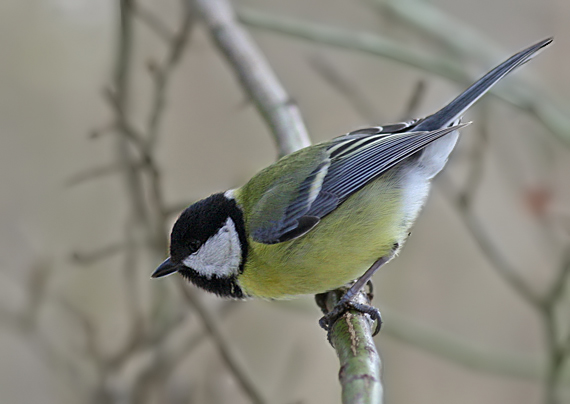 sýkorka bielolíca Parus major