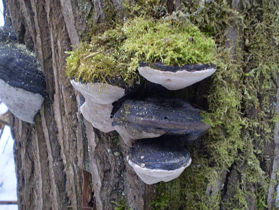 ohňovec osikový Phellinus tremulae (Bondartsev) Bondartsev & P.N. Borisov