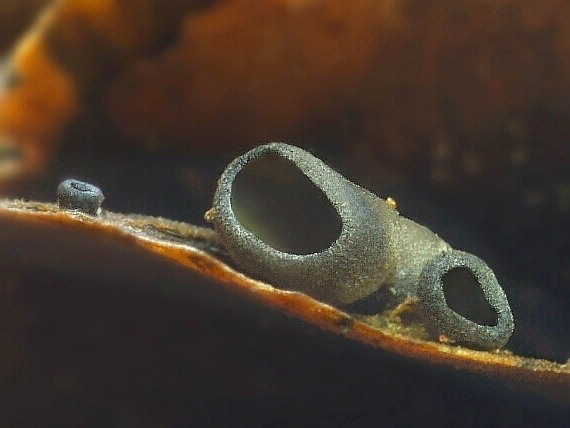 jahňadka smreková Rutstroemia bulgarioides (P. Karst.) P. Karst.