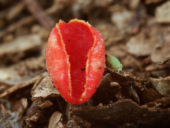 ohnivec šarlátový Sarcoscypha coccinea (Gray) Boud.