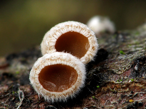 škľabka plstnatá Schizophyllum amplum (Lév.) Nakasone