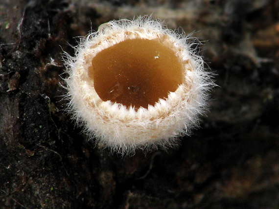 škľabka plstnatá Schizophyllum amplum (Lév.) Nakasone