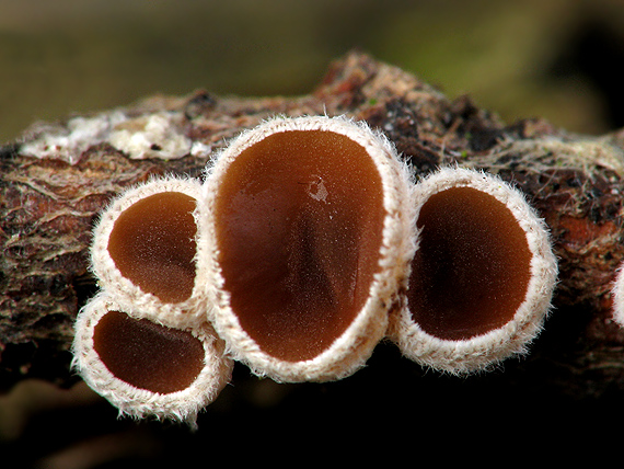 škľabka plstnatá Schizophyllum amplum (Lév.) Nakasone