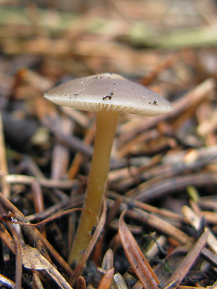 peniazočka smreková Strobilurus esculentus (Wulfen) Singer