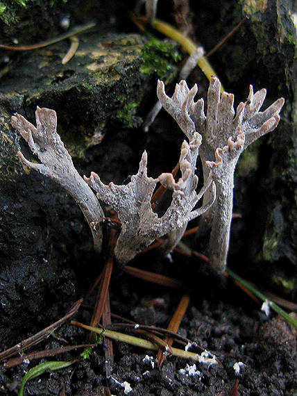 drevnatec parohatý Xylaria hypoxylon (L.) Grev.