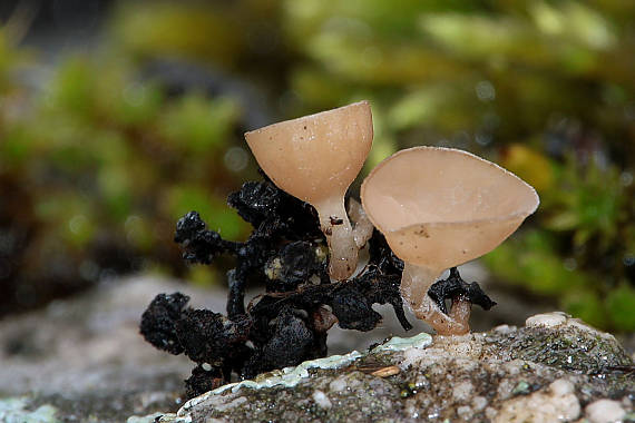 jahňadka Ciboria sp.