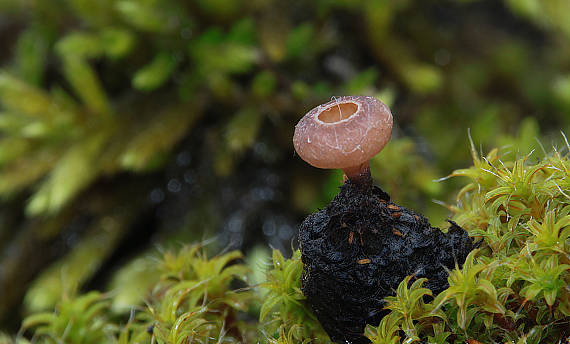 jahňadka Ciboria sp.