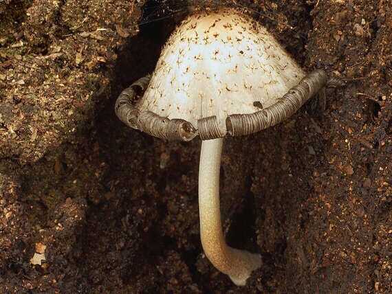 hnojník dutinový Coprinopsis mitraespora (Bohus) L. Nagy, Vágvölgyi & Papp