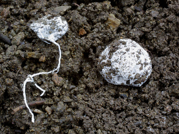 prašnačka korienkatá Gastrosporium simplex Mattir.