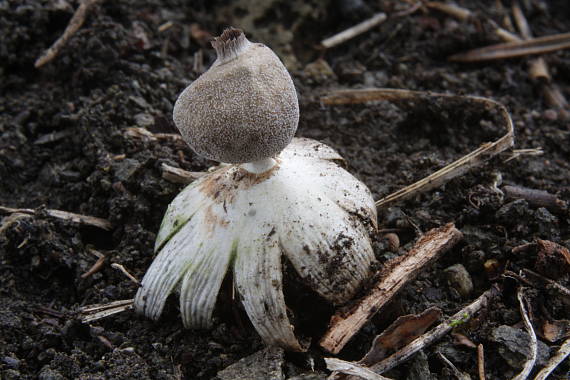 hviezdovka malá Geastrum minimum Schwein.