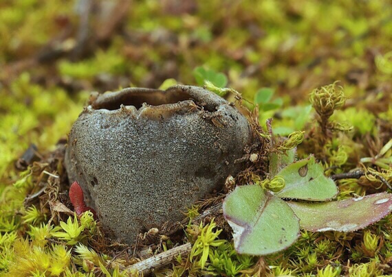 chriapač sosnový Helvella leucomelaena (Pers.) Nannf.