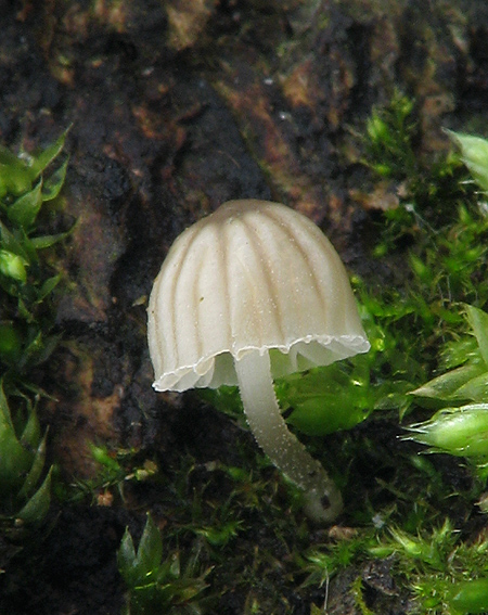 prilbička obyčajná? Mycena vulgaris ?