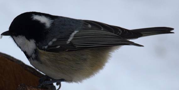 sýkorka uhliarka Parus ater