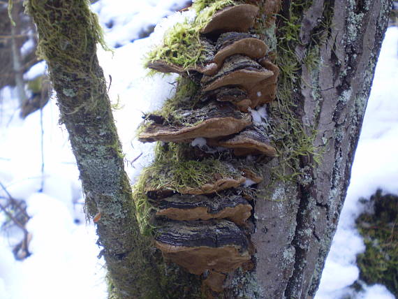 ohňovec osikový Phellinus tremulae (Bondartsev) Bondartsev & P.N. Borisov