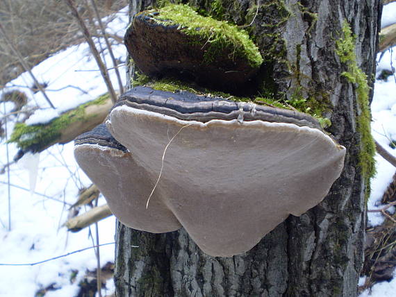 ohňovec osikový Phellinus tremulae (Bondartsev) Bondartsev & P.N. Borisov