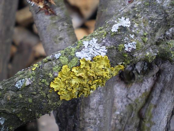 diskovník múrový Xanthoria parietina var. parietina