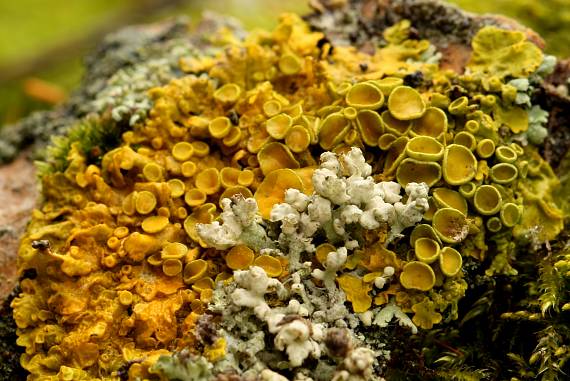 lišajníky Xanthorina parientina a Physcia sp.?