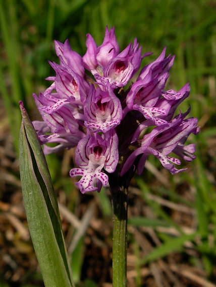 neotinea trojzubá Neotinea tridentata (Scop.) R. M. Bateman, Pridceon et M. W. Chase