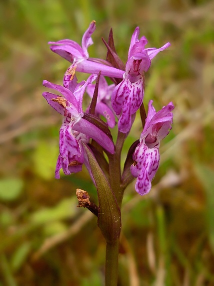 vstavačovec laponský Dactylorhiza lapponica (Laest. ex Hartm.) Soó