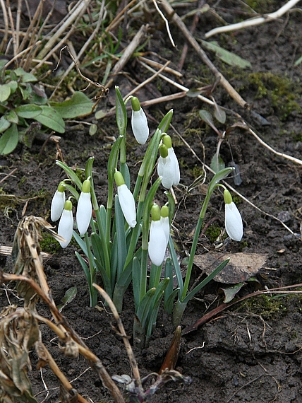 snežienka jarná Galanthus nivalis L.