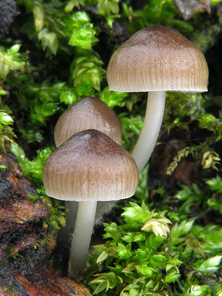 prilbička hnedosivá Mycena tintinnabulum (Paulet) Quél.