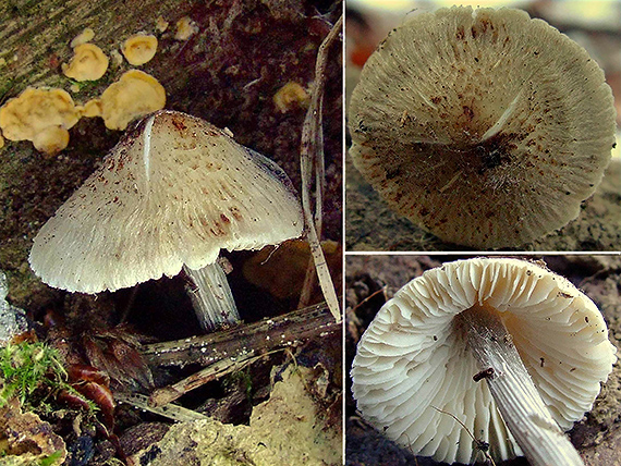 prilbička ryhovaná Mycena polygramma (Bull.) Gray