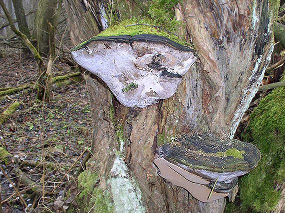 ohňovec obyčajný Phellinus igniarius (L.) Quél.