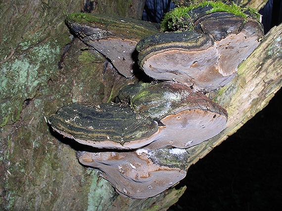 ohňovec obyčajný Phellinus igniarius (L.) Quél.