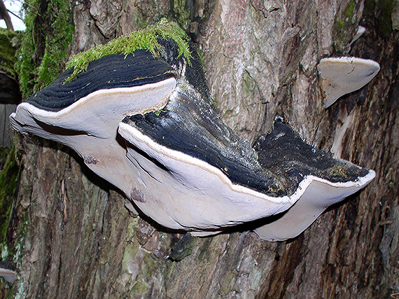 ohňovec obyčajný Phellinus igniarius (L.) Quél.