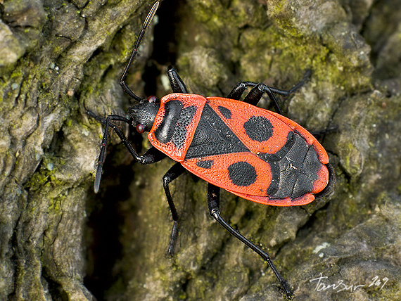 cifruša bezkrídla  Pyrrhocoris apterus