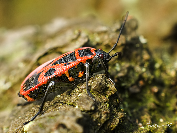 cifruša bezkrídla Pyrrhocoris apterus