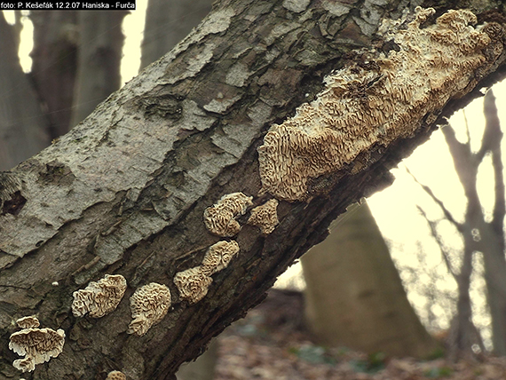 trúdnikovček polorozliaty Antrodia cf. variiformis